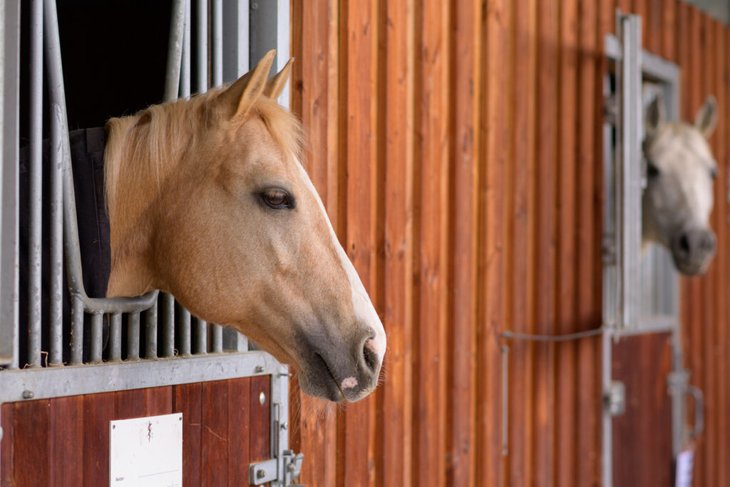 0006_Pferd im Stall_Tierärztliches Zentrum Pfedelbach Pferd schaut aus dem Stall