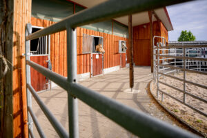 Pferde, die aus Stalltüren am Roundpen schauen.