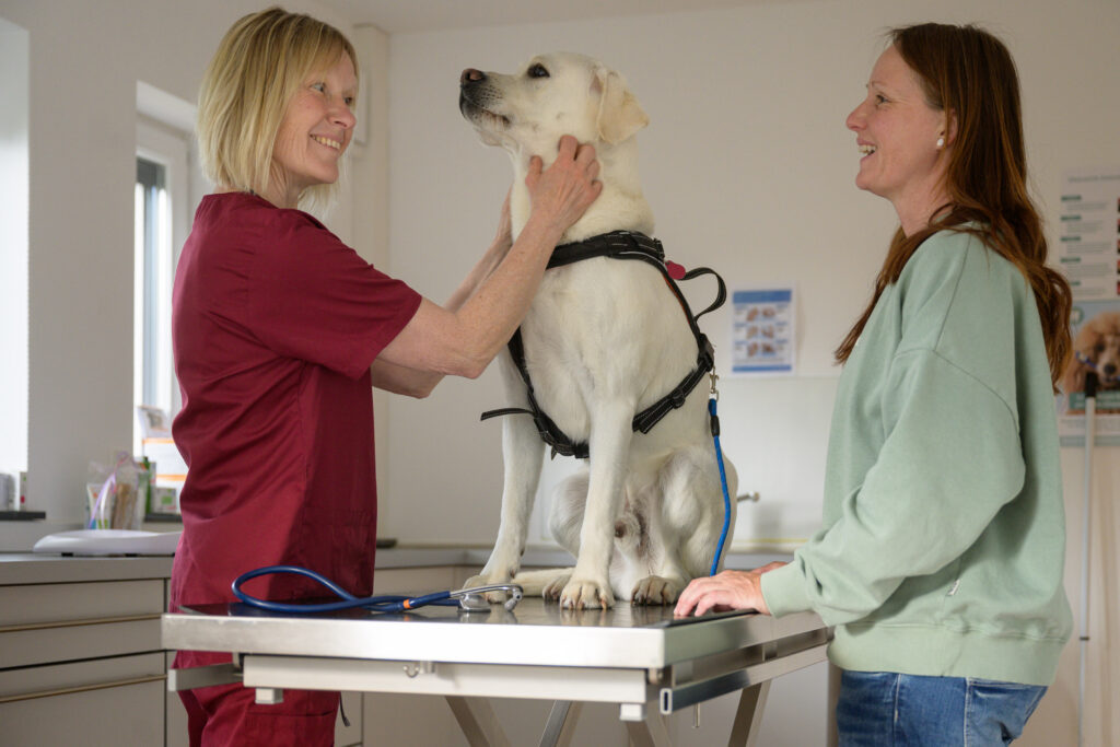 Tierärztin untersucht Labrador auf Behandlungstisch.