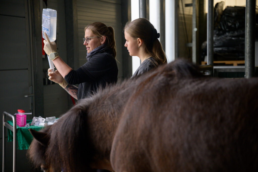 0148_Tierärztinnen Infusion beim Pferd_Tierärztliches Zentrum Pfedelbach